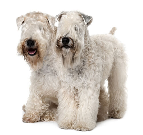 Best brush outlet for wheaten terrier